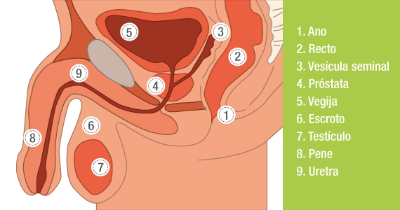 Infografía próstata Farmacia Santamaría prostata