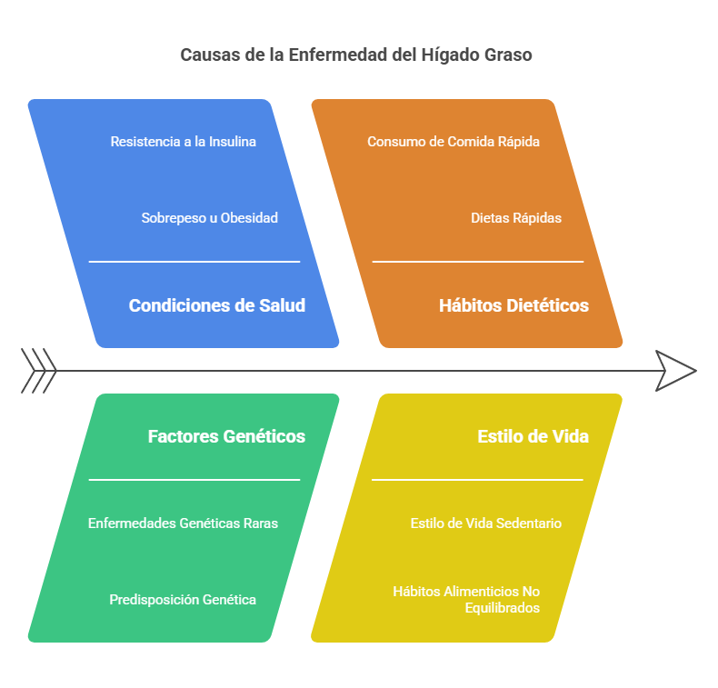 Hígado Graso. Definición y Causas 2 causas del hígado graso
